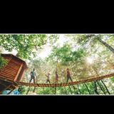 Tree Adventure