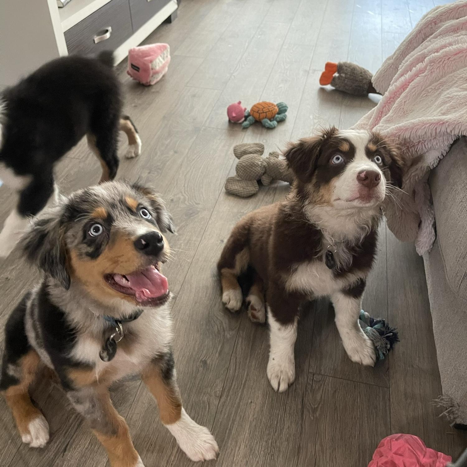 Our boy's first day home