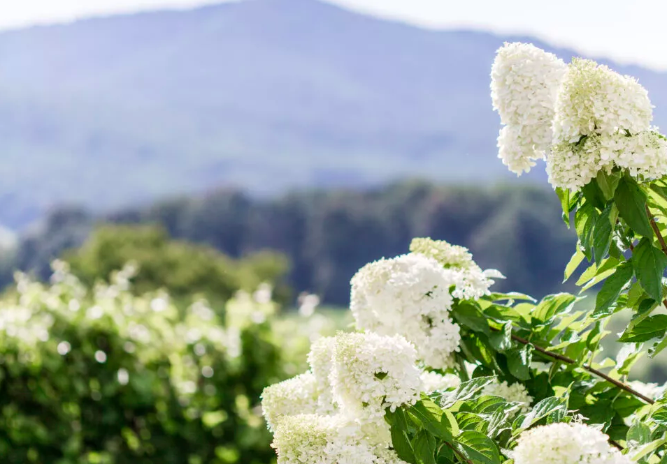 The Wedding Website of Kristin Graham and Michael Palizkar