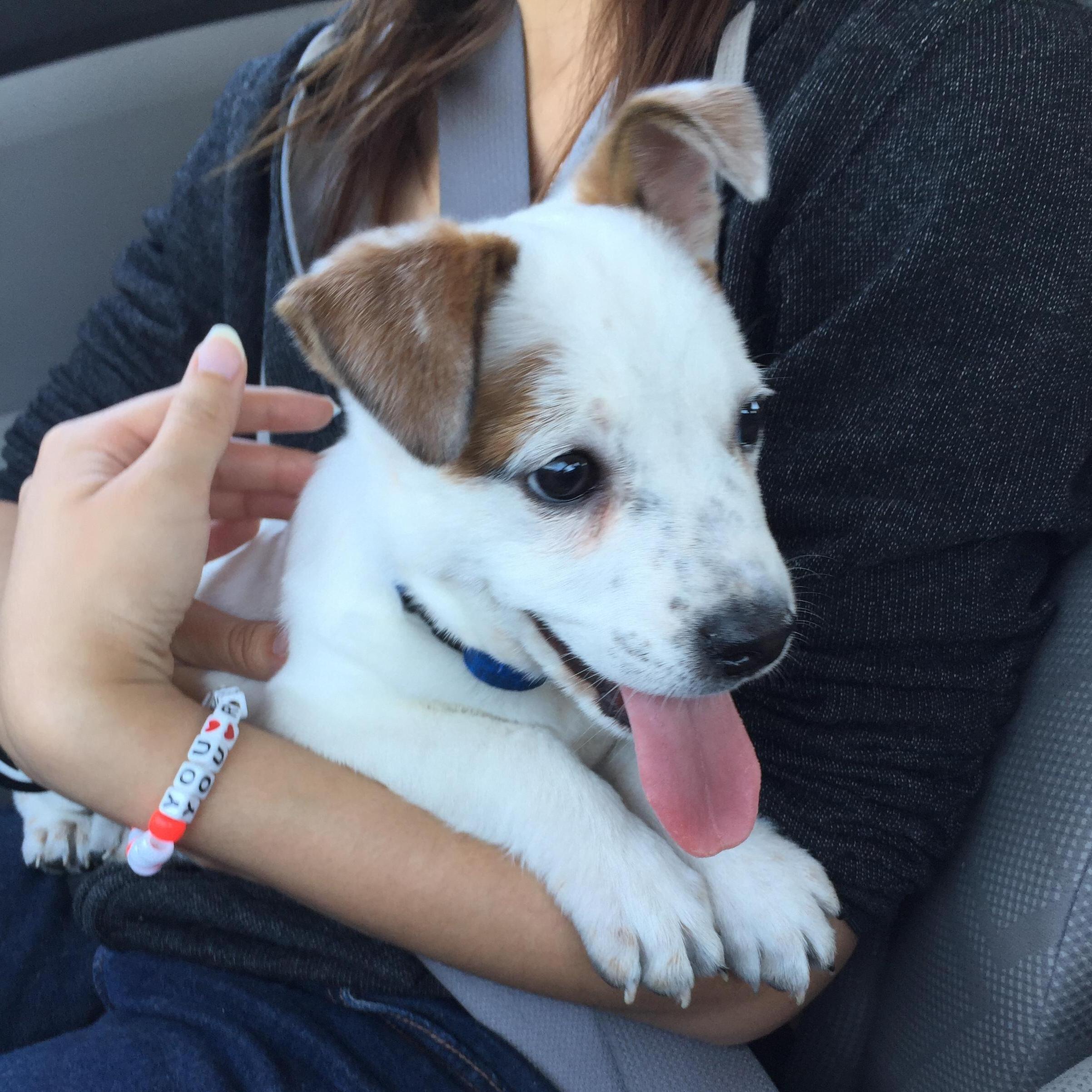 We traveled to Jamestown to the Humane Society of Tuolumne and took Kirk home.
James T. Kirk (April 2015)