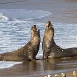Elephant Seals
