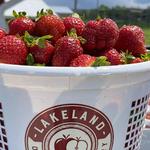 Lakeland Orchard Strawberry Festival