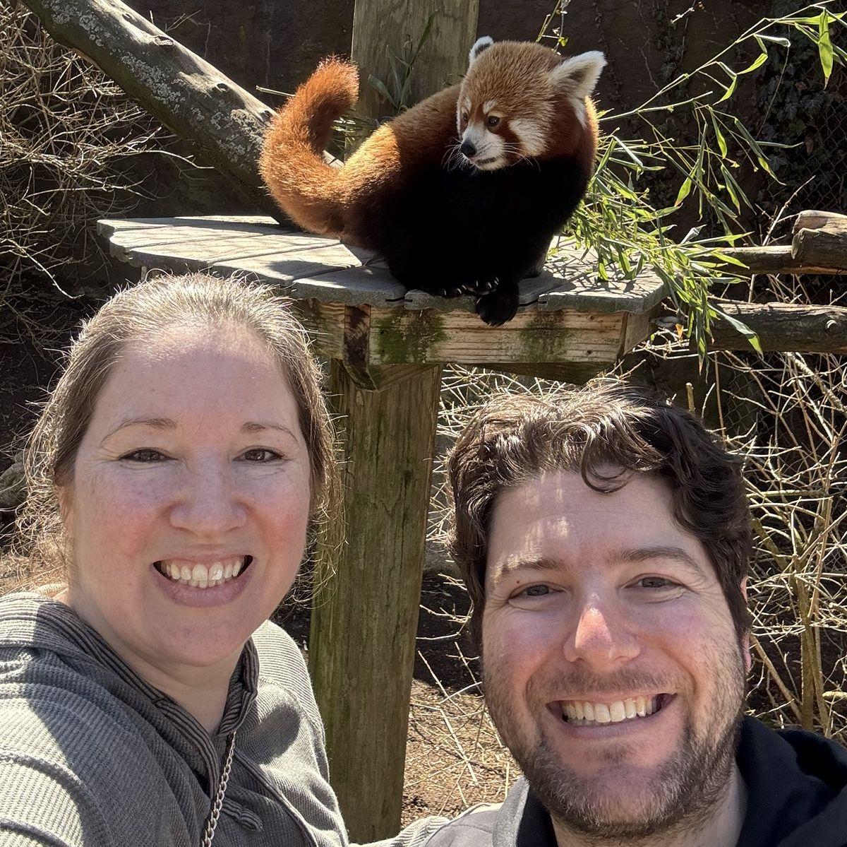 Meeting a red panda at the Capron Zoo in Attleboro, MA - March 2026