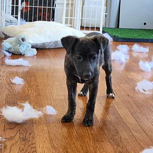 Pet help