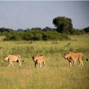 Queen Elizabeth National Park Safari (pay with credit card)