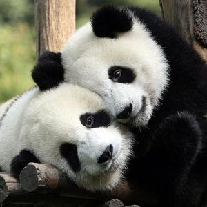 Meet Pandas in China
