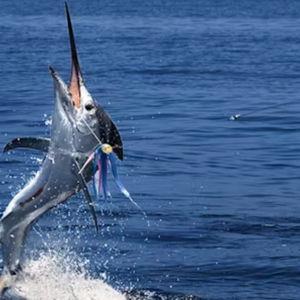 Charter Fishing Trip Maldives