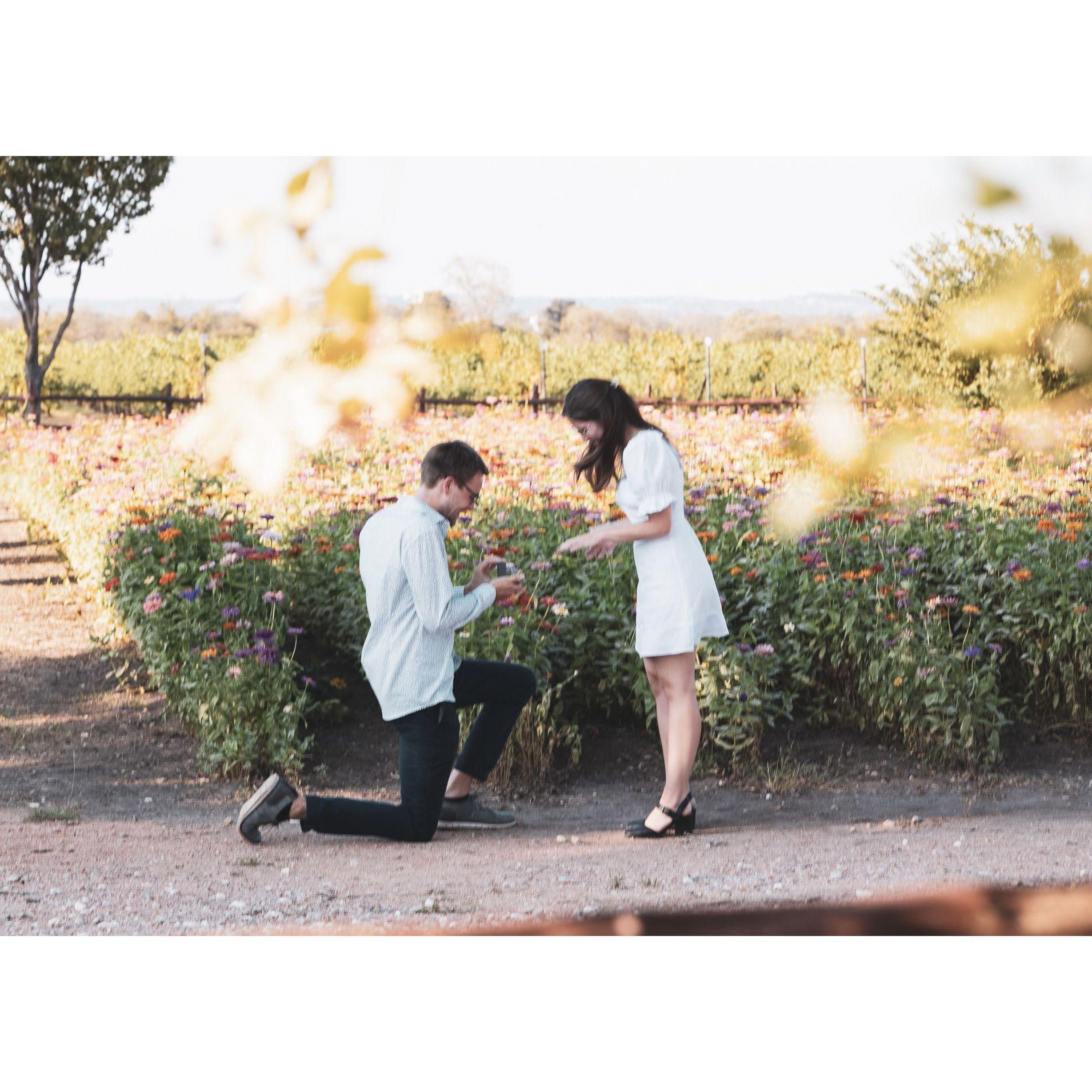 The proposal! Henry proposed at Wildseed Farm in Fredericksburg on September 29, 2023.