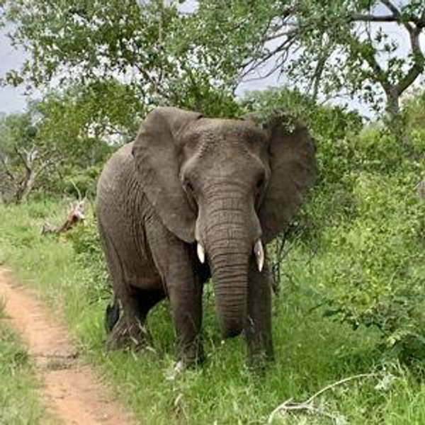 Our Safari Honeymoon Fund