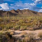 Saguaro National Park West