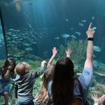 Shedd Aquarium