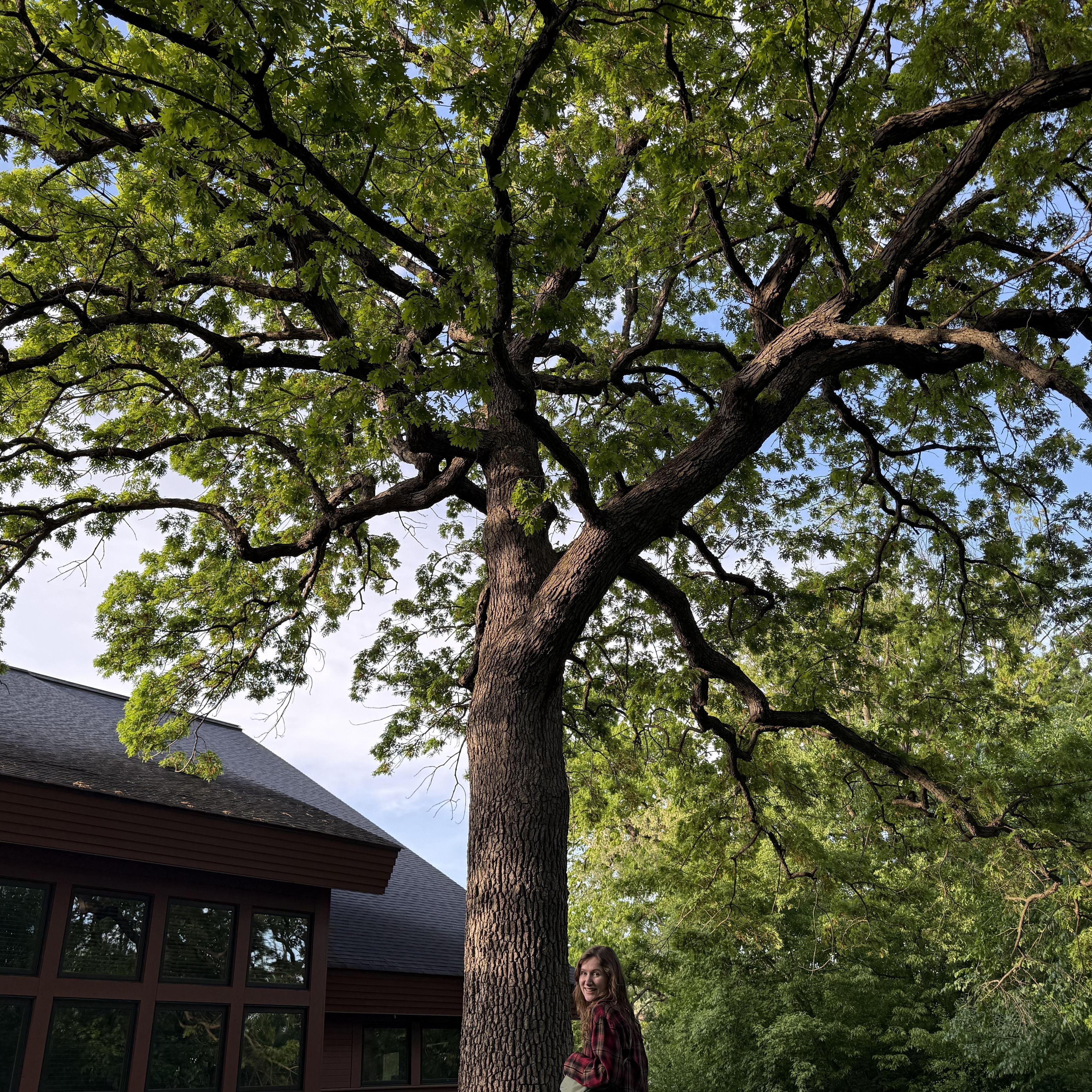 A favorite tree outside Dakota Lodge