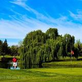 Golfing