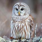 VINS Nature Center