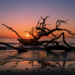 Driftwood Beach