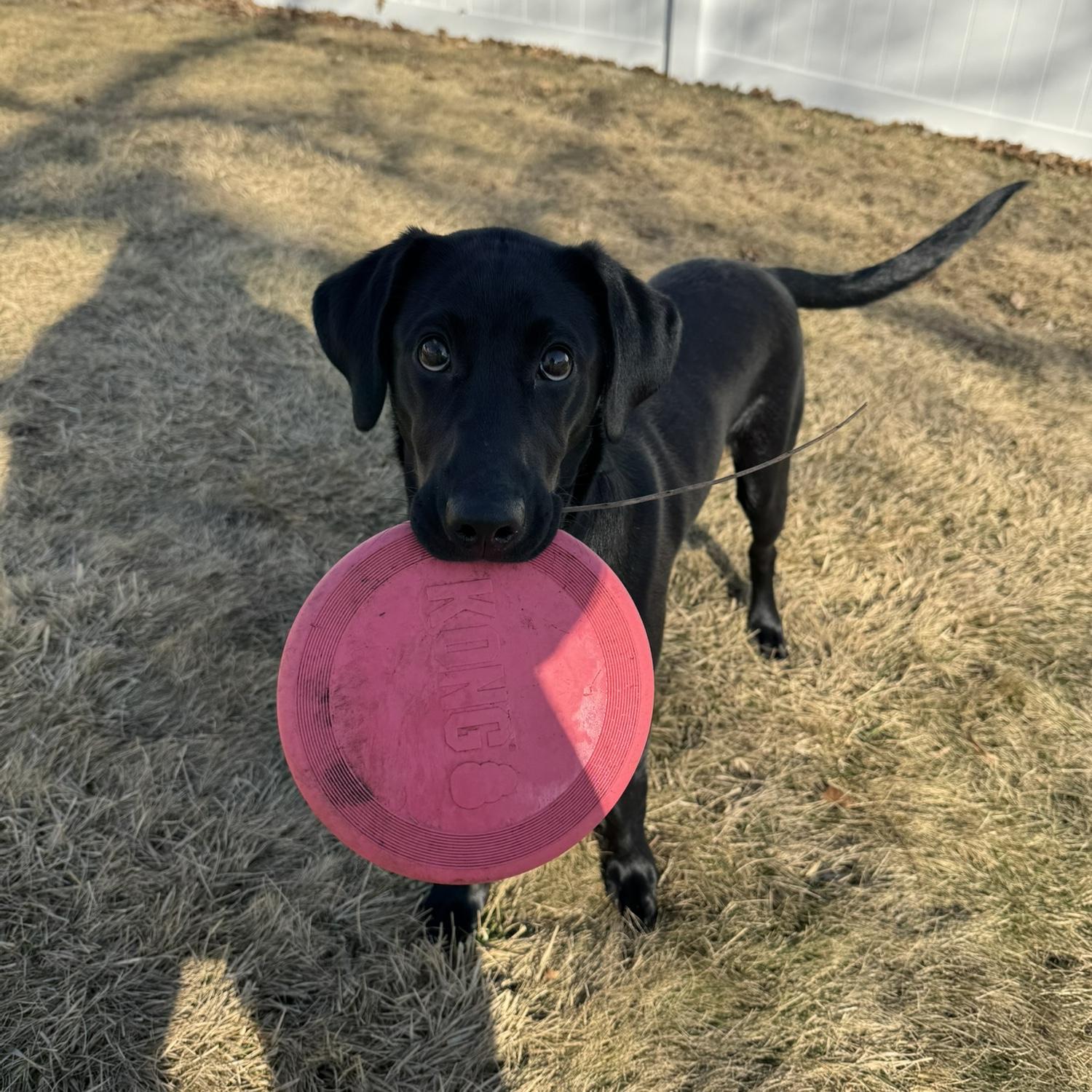 Moby, who always has 1-3 items in his mouth at a time