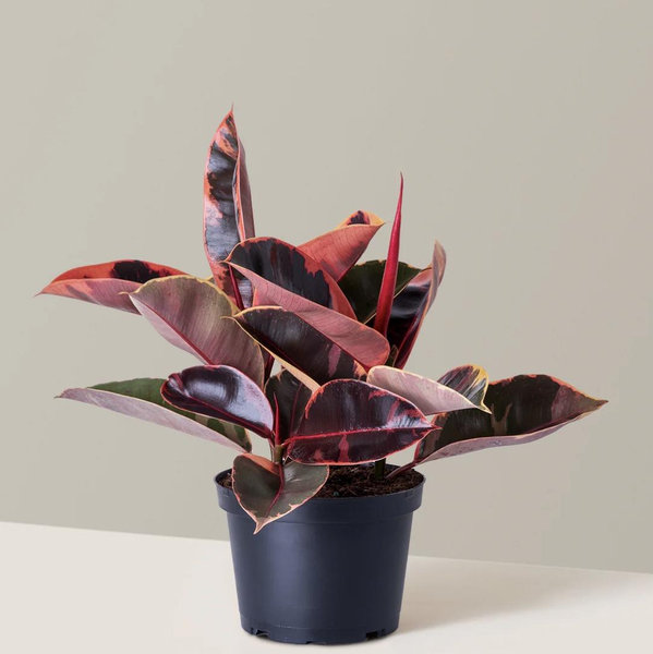 Ficus 'Ruby' | Tropical Indoor Plants & Houseplants for Delivery