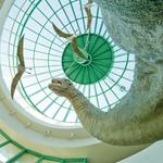 North Carolina Museum of Natural Sciences
