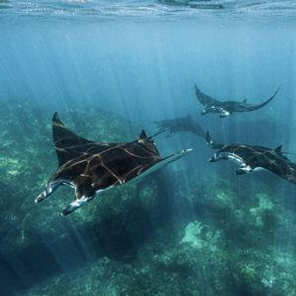 Swimming with Manta Rays in Nusa Lembongan