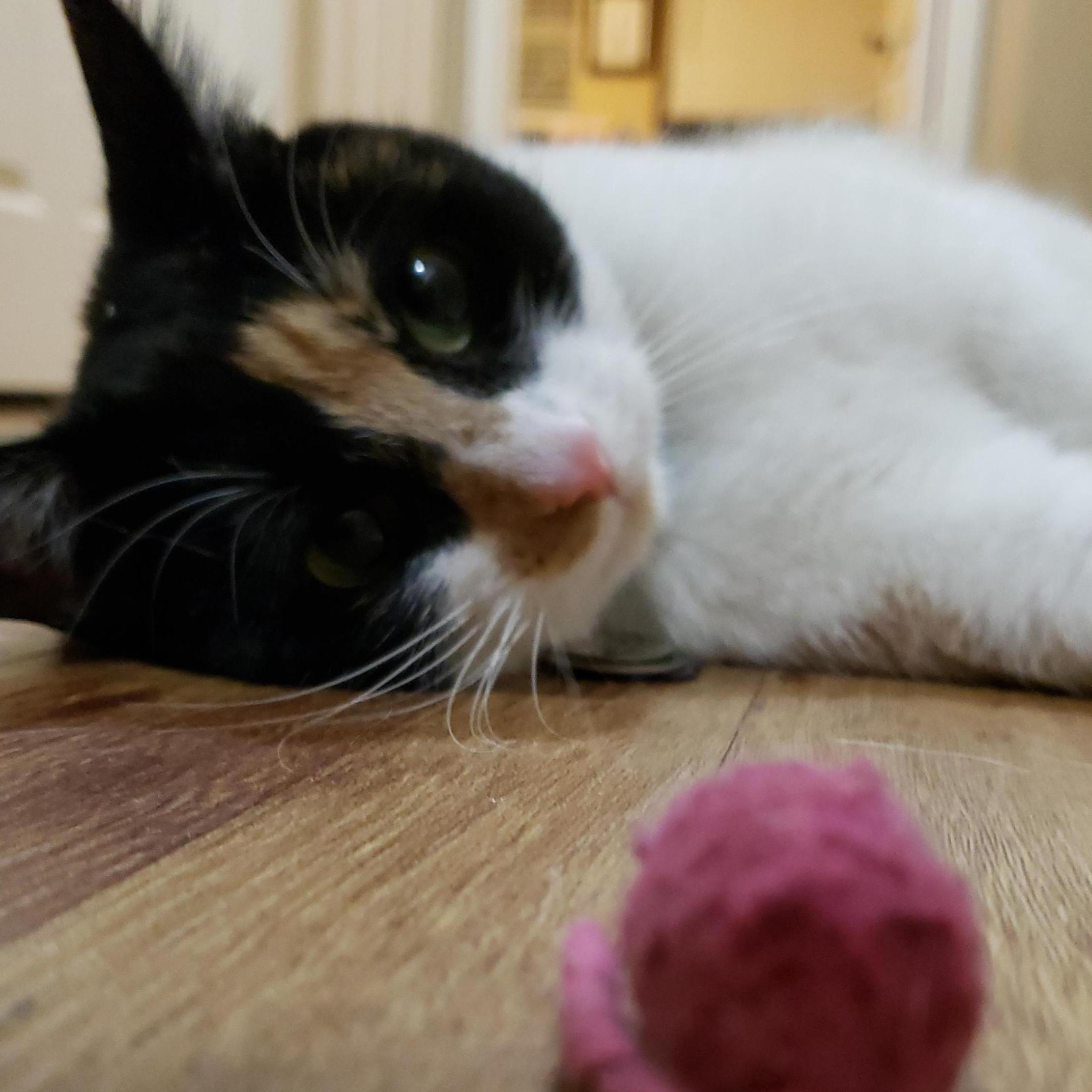 One of the most important things in our life is our cat, Cordelia. One of the most important things in her life is her scruffy pink mouse, so of course it had to make an appearance here.