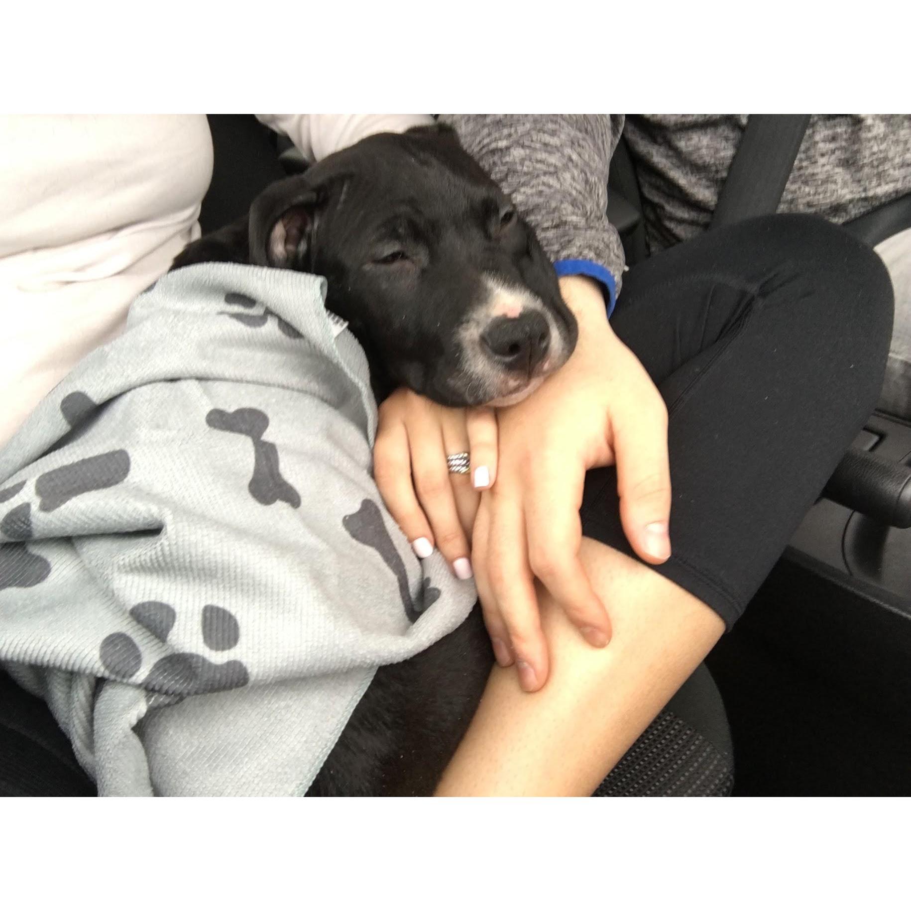 Bringing Mason (2 months old) home.
North Shore Animal League - April 2017