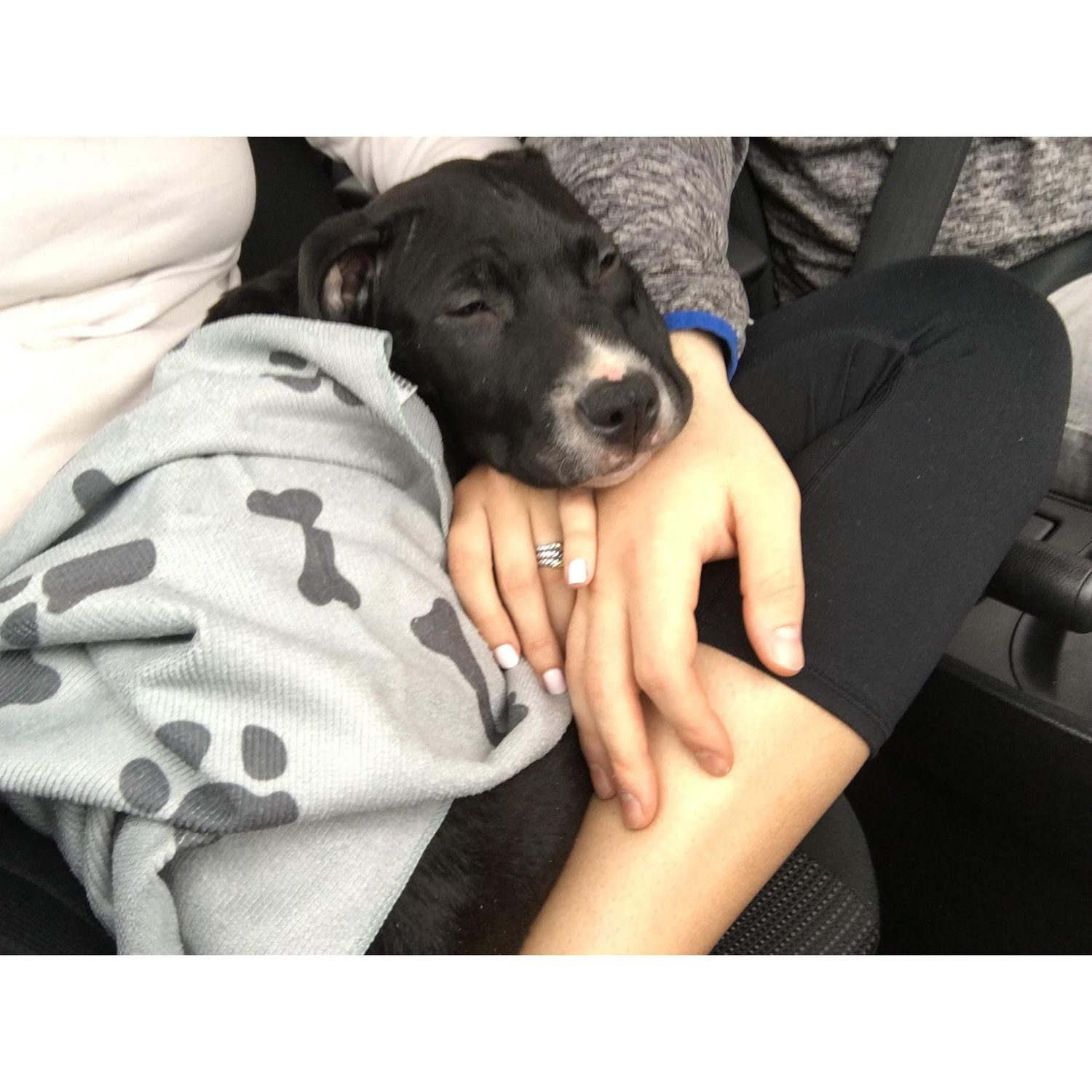 Bringing Mason (2 months old) home.
North Shore Animal League - April 2017