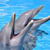Dolphin Discovery Playa del Carmen