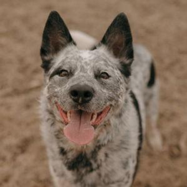 Our Pet Toy Fund