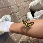 The Original Mackinac Island Butterfly House & Insect World