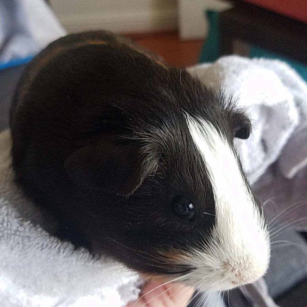 May 1st 2019
Our Guinea Baby Dexter