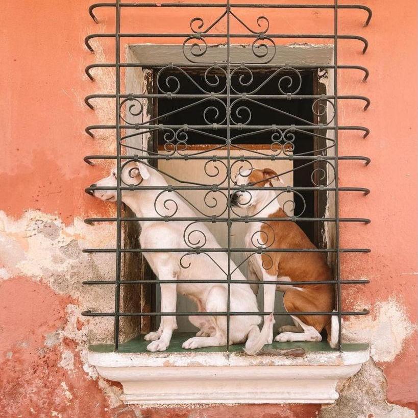 Antigua Locals