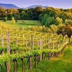 Wine, Beer & Cider