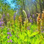 Wildflower Hikes