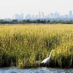 Jamaica Bay Wildlife Refuge