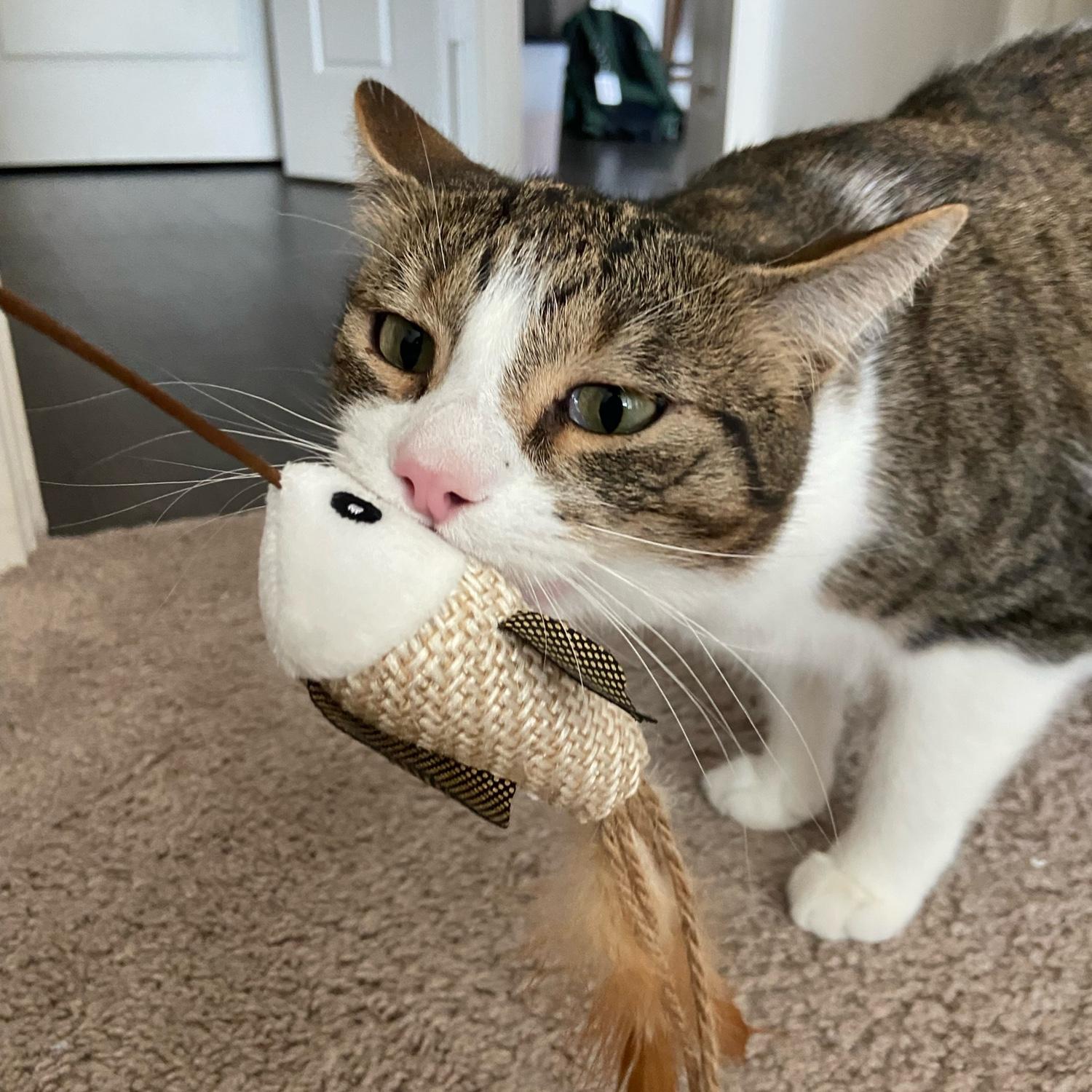 Tug of War with Vinnie