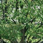 Munson-Williams-Proctor Arts Institute