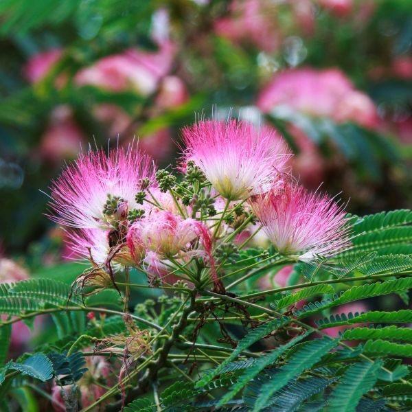 Many mimosas to enjoy under our mimosa trees that cover the property