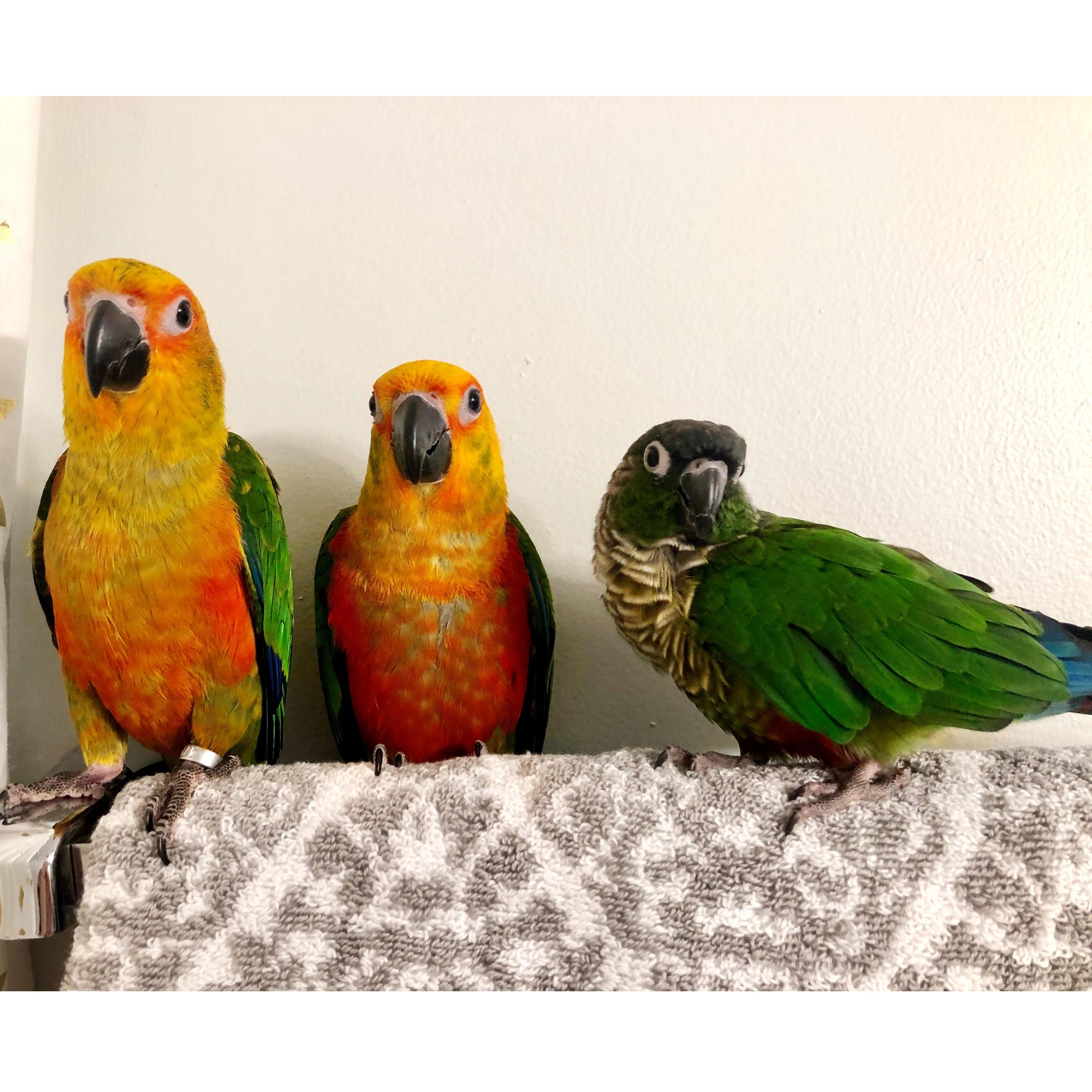 The babies! Poppy, Pyro, and Opie!