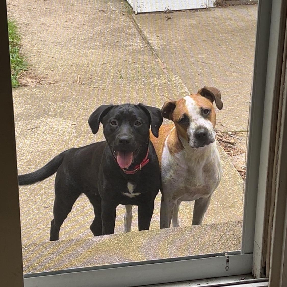 Just busy playing outside together