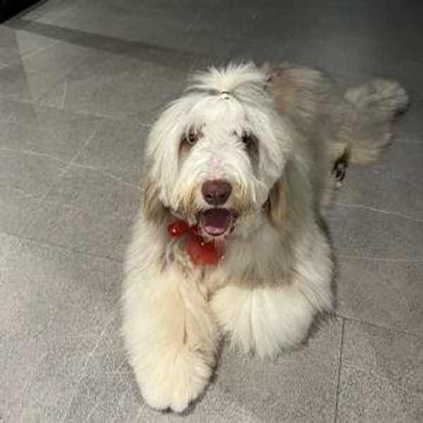Year Supply of Groomings for Bono