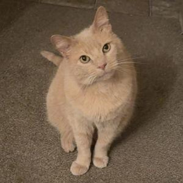 Leo Moving Fund