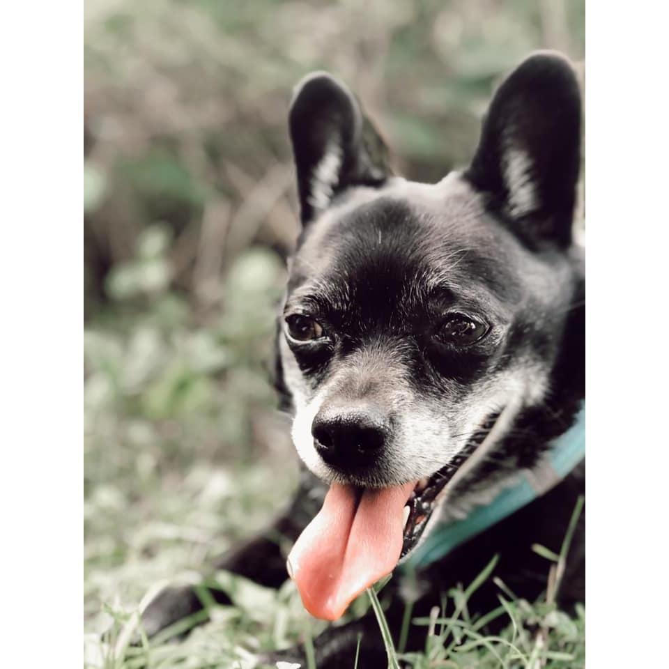 And this is Bonita! All the best parts of a pug and a chihuahua thrown together. So extremely sassy and chunky and fabulous.
She belonged to Taylor pre-Tom.