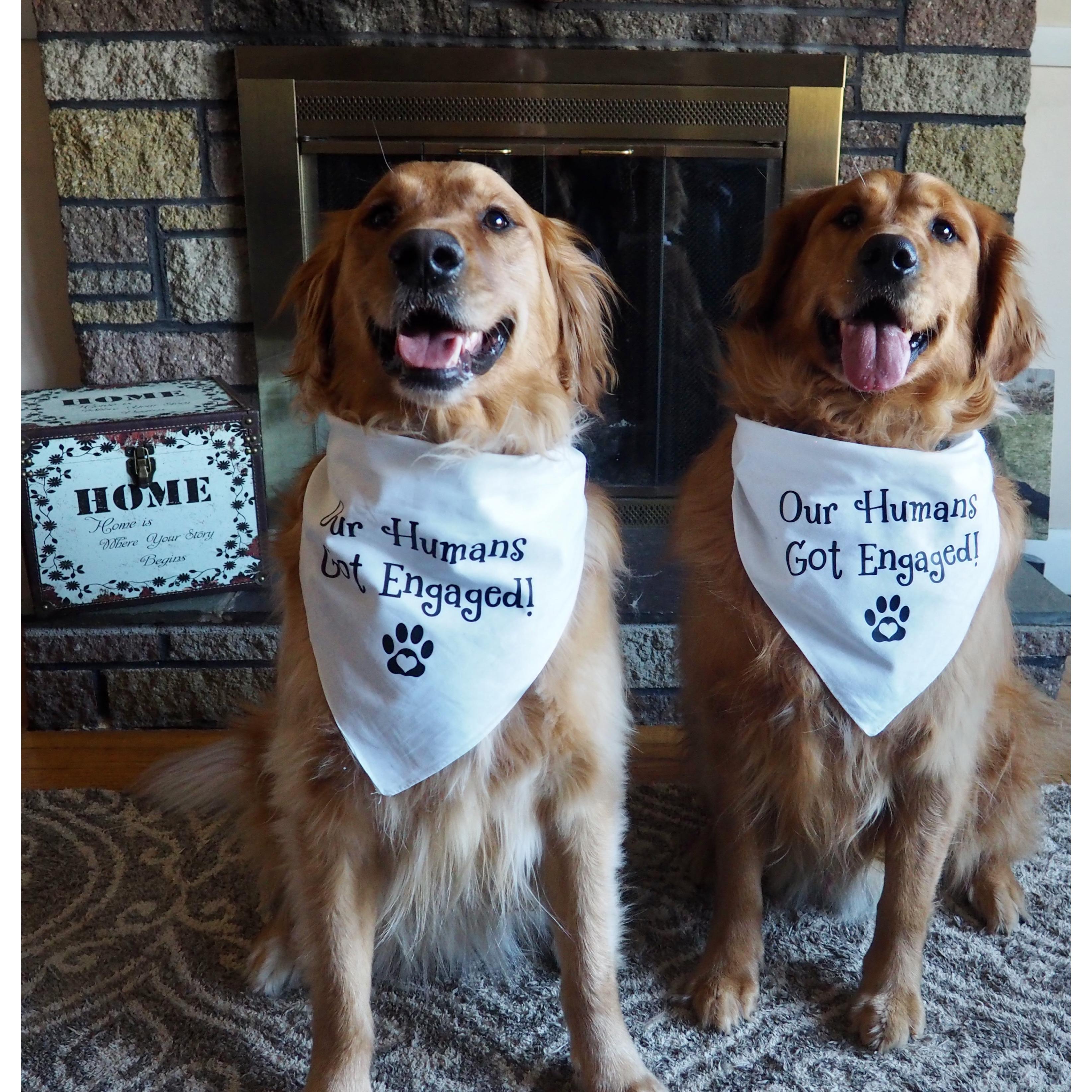 Our Boys Maverick and Goose are excited too!