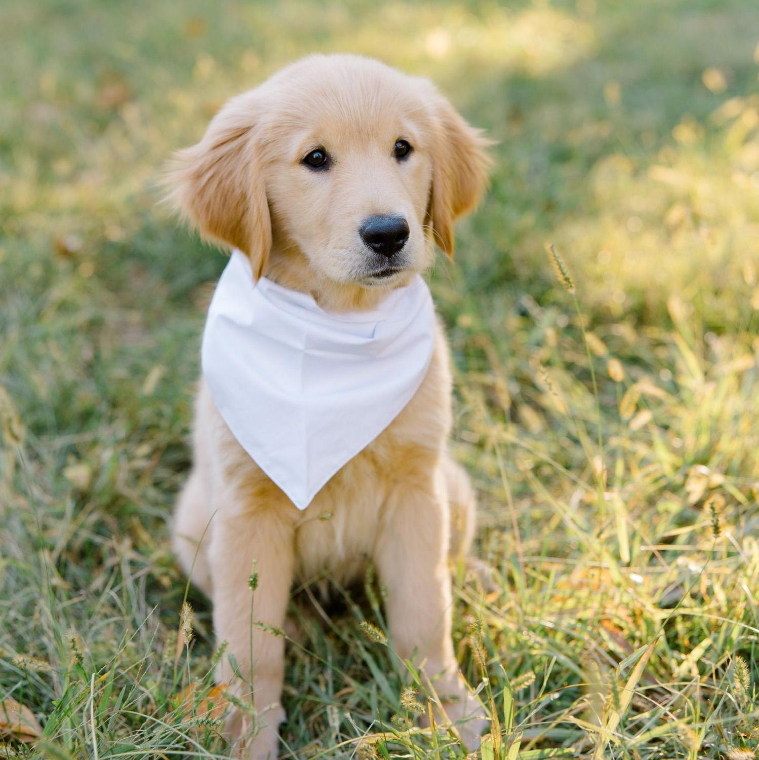 Our sweet Winnie girl - 2024