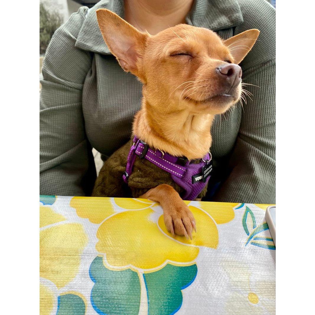 Our second child, Poppy, entered the picture (March 2023)