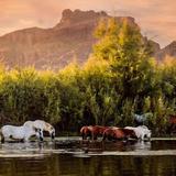 Kayak the Salt River