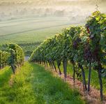 Newport Vineyards