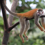 Manuel Antonio National Park