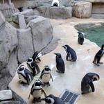 Dallas Zoo