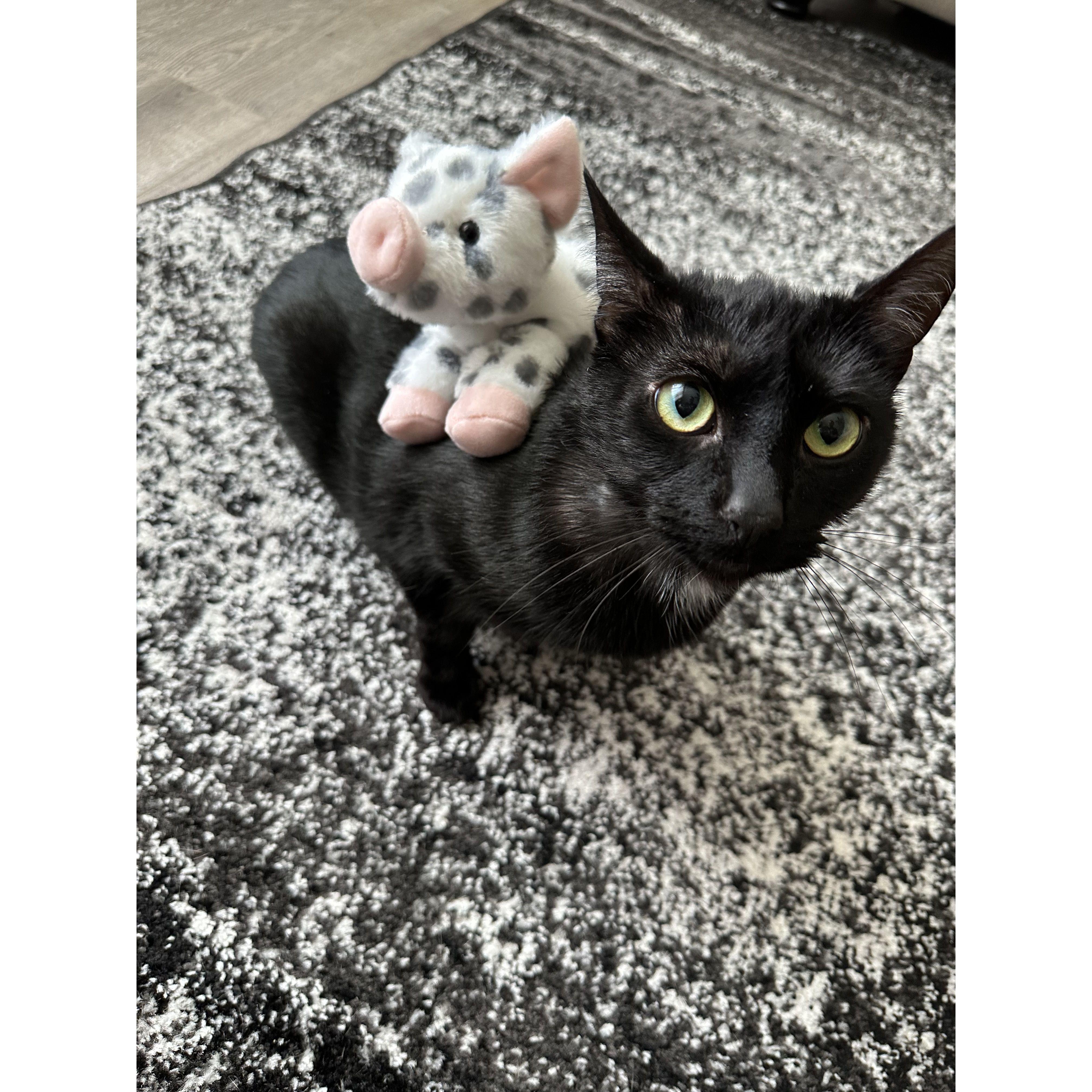 Fur baby #1